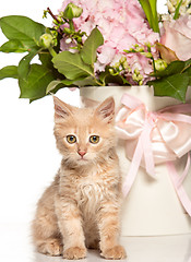 Image showing The cat on white background with flowers