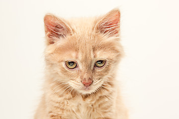 Image showing The cat on white background