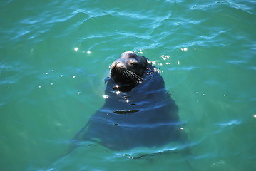 Image showing Baby seal.