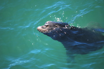 Image showing Baby seal.