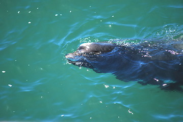 Image showing Baby seal.