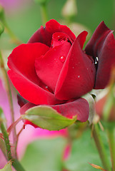 Image showing Rose