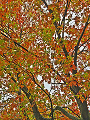 Image showing Canadian maple trees in autumn