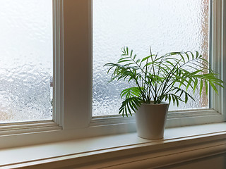 Image showing Green plant and frosted window