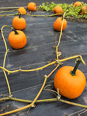 Image showing Lots of pumpkins growing in the garden