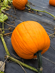 Image showing Orange pumpkin in raindrops