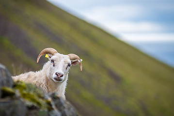 Image showing Icelandic goat on Akrafjall mountain in Iceland