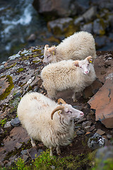 Image showing Icelandic goats on Akrafjall mountain in Iceland