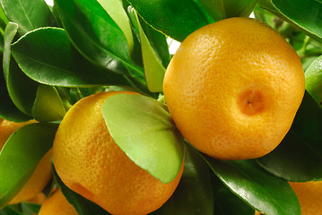 Image showing Mandarin with leaves