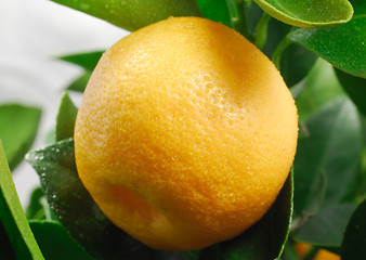 Image showing Mandarin