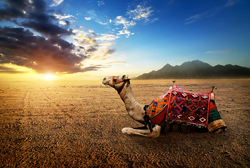 Image showing Camel in the desert