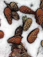 Image showing Frozen pine cones