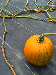 Image showing Orange pumpkin growing on a vegetable patch