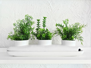 Image showing Green plants in a white decorative ceramic pot