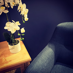 Image showing Elegant orchid decorating a room