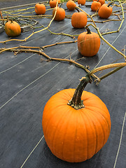 Image showing Lots of pumpkins growing on a vegetable patch
