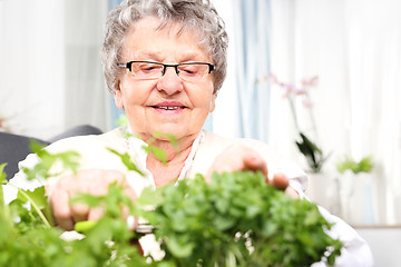 Image showing Growing herbs in the home. Green windowsill, cultivation herbs at home.