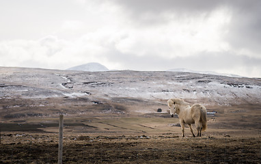 Image showing Icelandic horse and the winter landscape