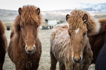 Image showing Icelandic horses during cloudy day