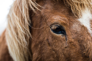 Image showing Close up eye shot of the Icelandic horse