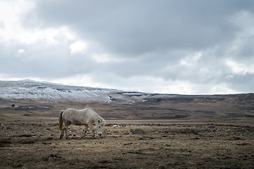 Image showing Icelandic horse and the winter landscape