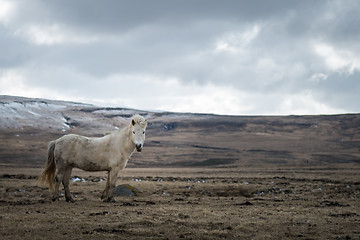 Image showing Icelandic horse and the winter landscape