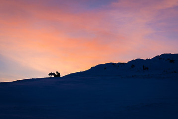 Image showing Horses against the sunrise in Iceland