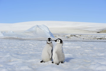 Image showing Emperor Penguin chicks in Antarctica