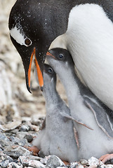 Image showing Adult Gentoo penguiN with chick.