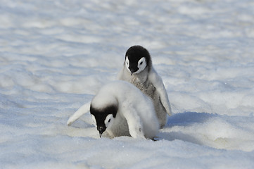 Image showing Emperor Penguin chicks in Antarctica