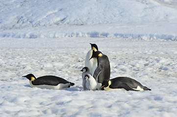 Image showing Emperor Penguins with chicks