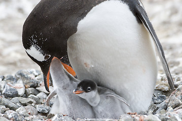 Image showing Adult Gentoo penguiN with chick.