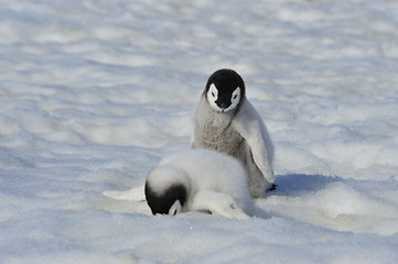 Image showing Emperor Penguin chicks in Antarctica