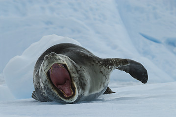 Image showing Leopard Seal on Ice Floe