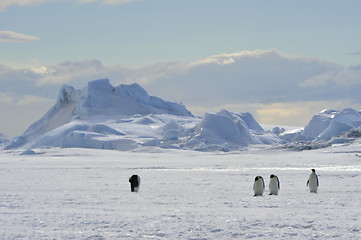 Image showing Beautiful view of icebergs Snow Hill Antarctica