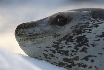 Image showing Leopard Seal on Ice Floe