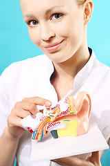 Image showing Audiologist, model of the ear. Model of the auditory system