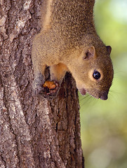 Image showing Squirrel