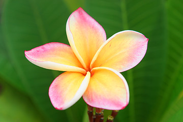 Image showing Plumeria flower