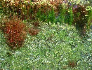 Image showing Under Water Plants