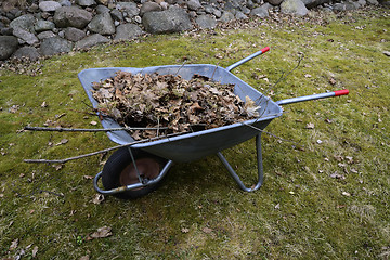 Image showing garden wheelbarrow with leaves