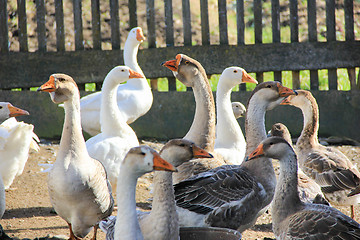 Image showing geese