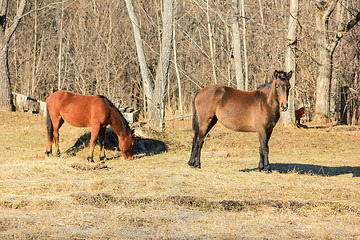 Image showing horses grazing in spring