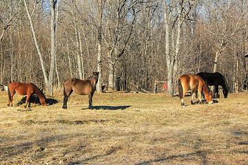 Image showing horses grazing in spring