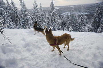 Image showing winter landscape with two dogs, Finland