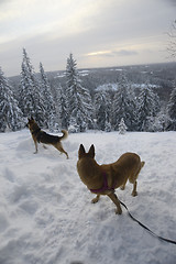 Image showing winter landscape with two dogs, Finland