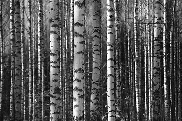 Image showing birch trunks fill the space frame