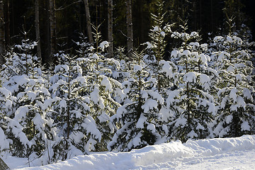 Image showing winter forest, snowdrifts and trees, Finland