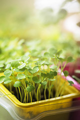 Image showing Rukkola growing in a pot