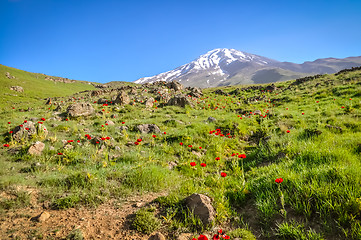 Image showing Red poppy flowers